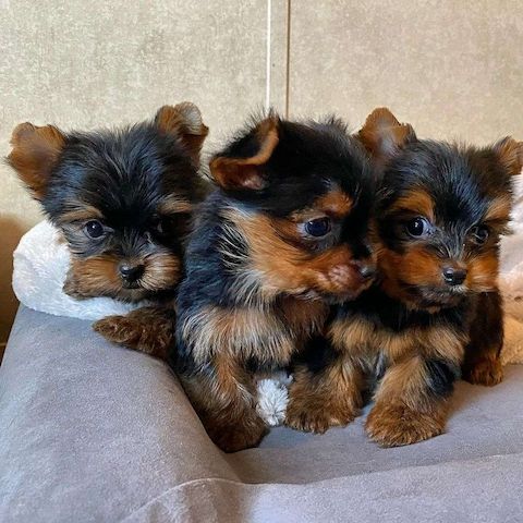 Yorkie-Welpen zu verkaufen.