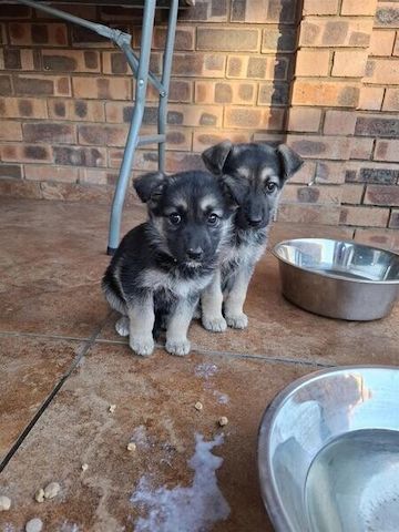 Schäferhund-Welpen zu verkaufen.