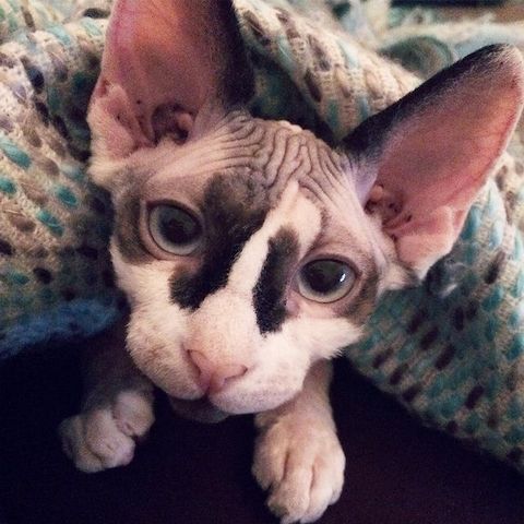 Wunderschöne Sphynx-Kätzchen