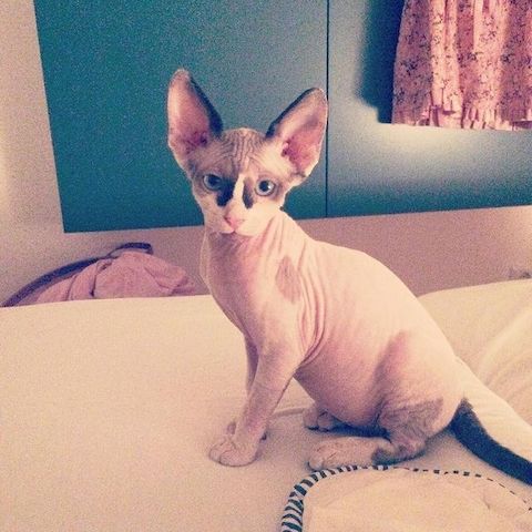 Wunderschöne Sphynx-Kätzchen