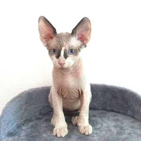 Wunderschöne Sphynx-Kätzchen