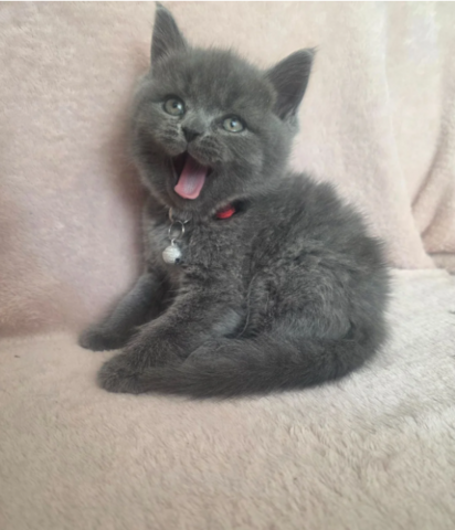 Blaue Britisch-Kurzhaar-Katze