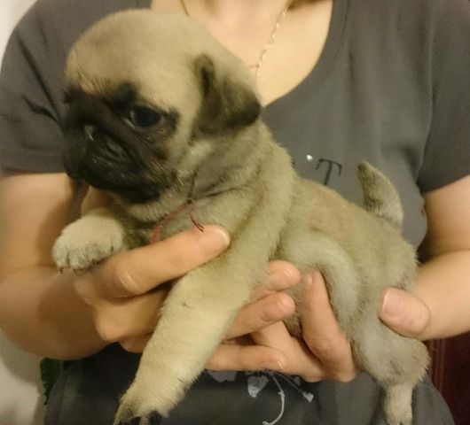 Mops welpen suchen neues Zuhause