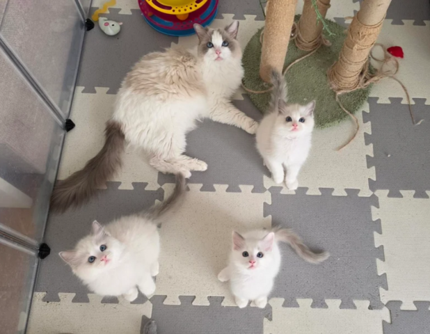 🐾 Wunderschöne Ragdoll-Kätzchen in Blue-Bi-Colour 🐾