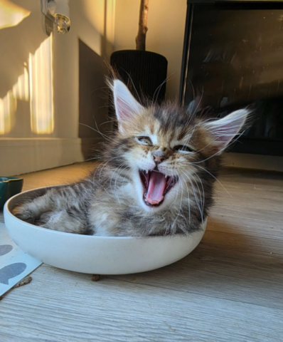 Reinrassige Maine-Coon-Therapiekätzchen