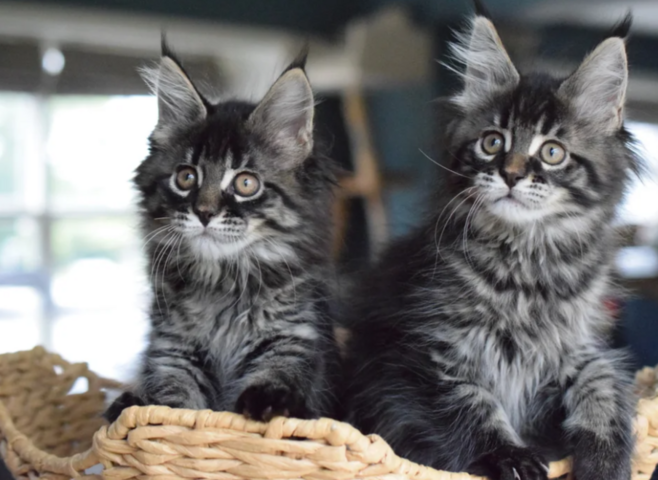 Hervorragende Maine-Coon-Kätzchen – GCCF-registriert