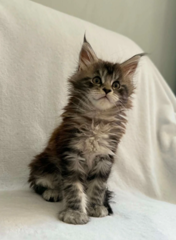 TICA-registrierte XXL-Maine-Coon, Black Silver Tabby