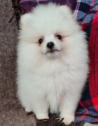Pomeranian-Welpe mit KC-Registrierung und Ahnentafel zu verkaufen