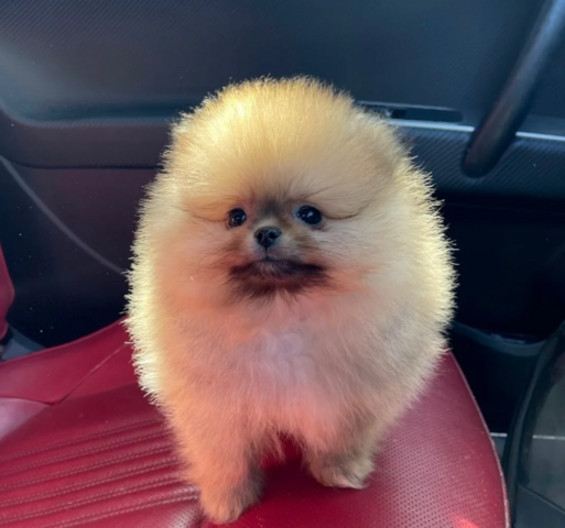 Teddybär-Zwergspitz (Pomeranian) Nala – bald abgabebereit, KC-registriert.