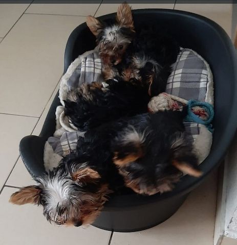 Yorkshire Terrier puppy - female - 4 months old - purebred