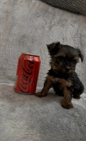 Yorkshire Terrier puppy - female - 4 months old - purebred