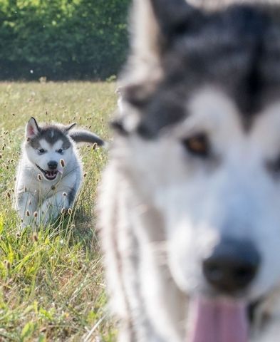 Alaskan Malamute puppy