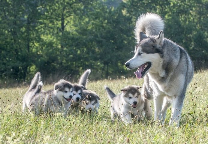 Alaskan Malamute puppy