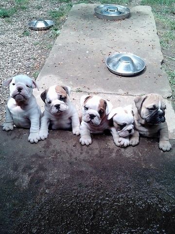 Purebred English Bulldog looking for a new home