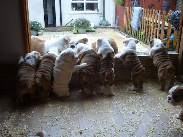 Purebred English Bulldog looking for a new home