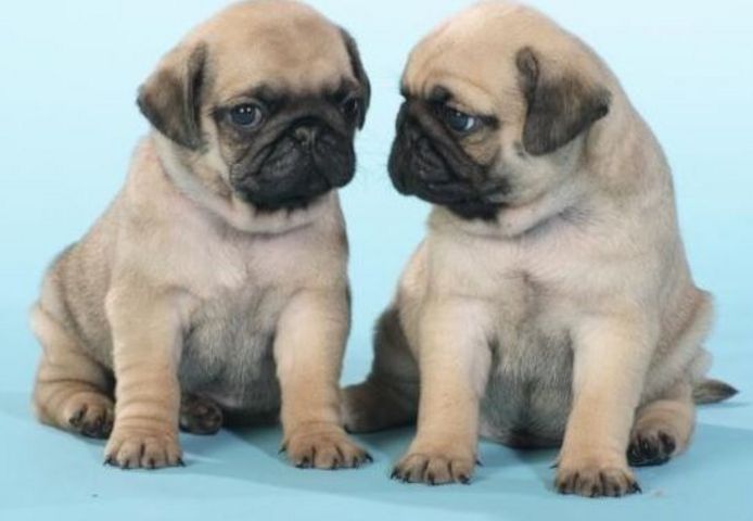 Dear Pug Friends, Purebred Pug Puppies