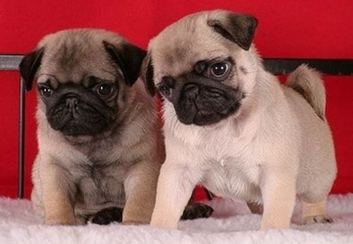 Dear Pug Friends, Purebred Pug Puppies