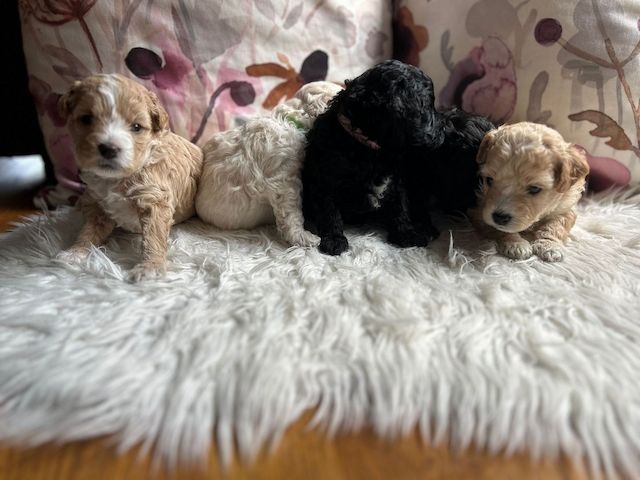 Maltipoo puppies