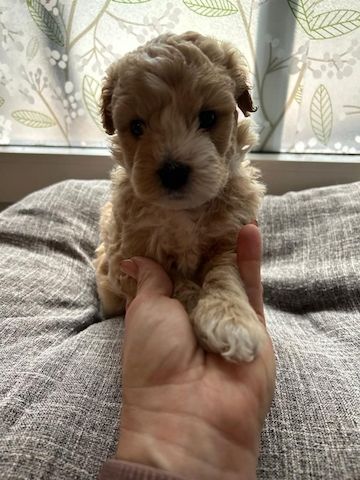 Maltipoo puppies