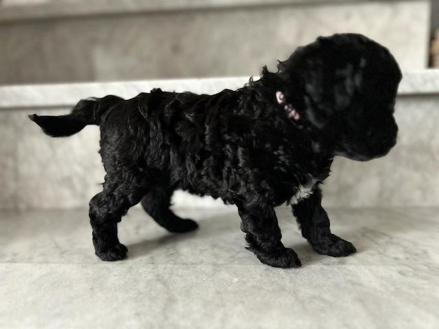 Maltipoo puppies