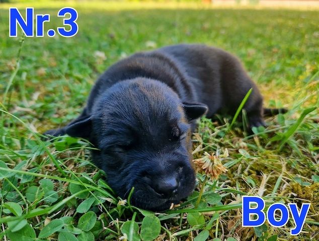 Beautiful Malinois puppies!