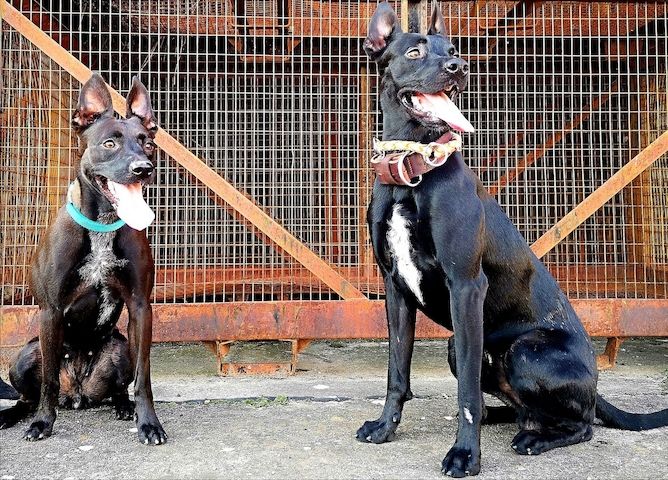 Beautiful Malinois puppies!