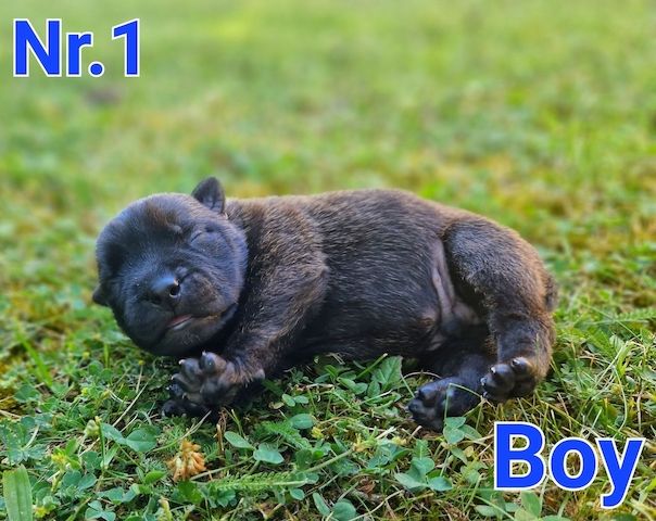 Beautiful Malinois puppies!