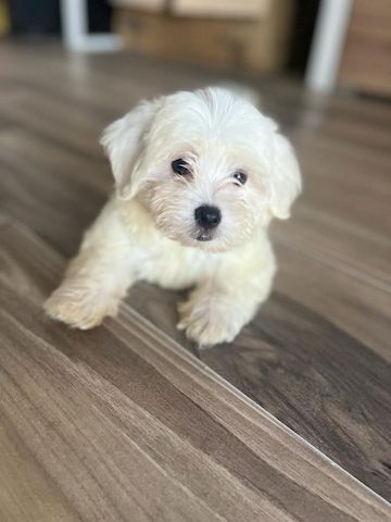 Maltese puppies