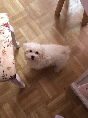 Maltese puppies