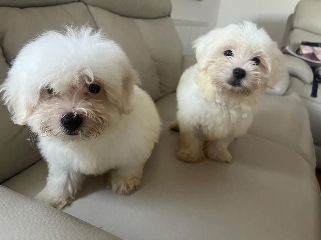 Maltese puppies