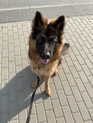 Young German Shepherd urgently needs a new home!