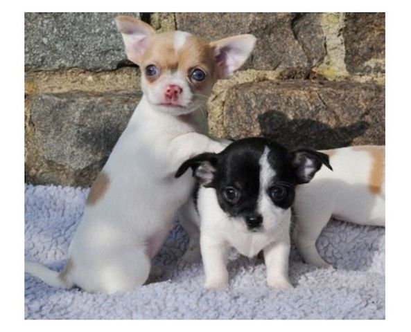 Chihuahua puppies