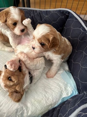 Cavapoo puppies