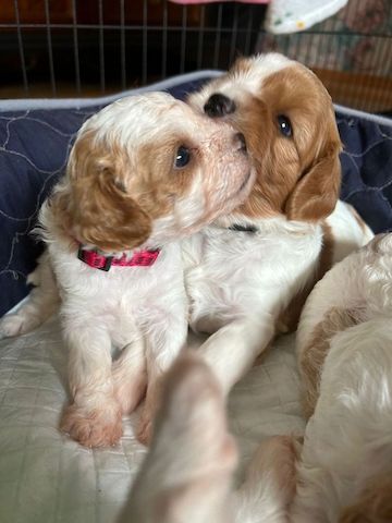 Cavapoo puppies