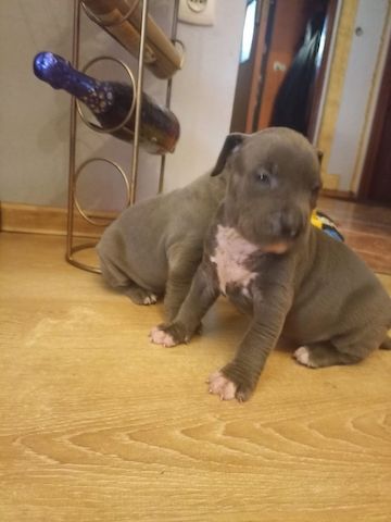 Cute Pitbull puppies