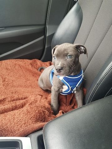 Cute Pitbull puppies