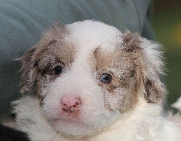 Ghost Merle Border Collie puppies