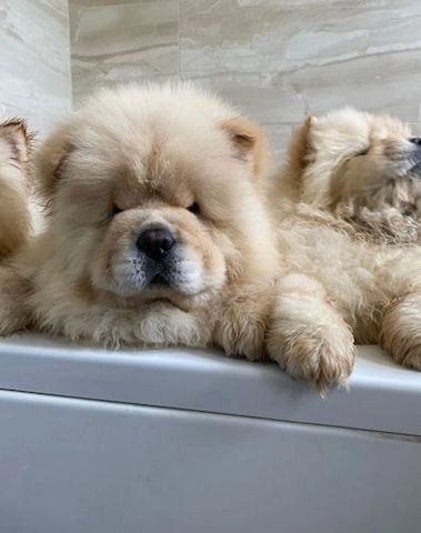 Chow Chow puppies