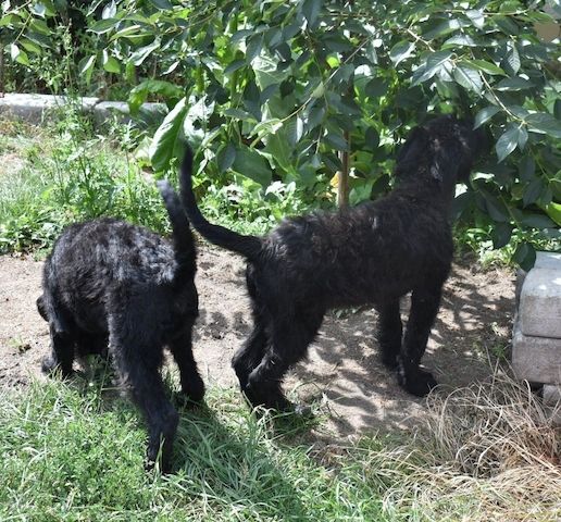 Giant Schnauzer pups