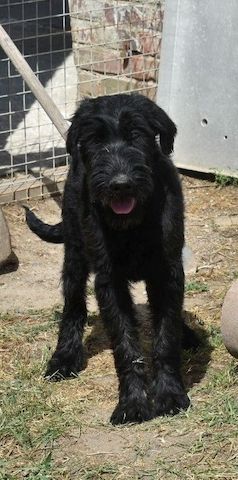 Giant Schnauzer pups