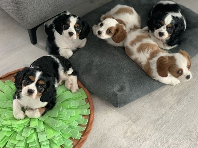 Cavalier King Charles Spaniel pups