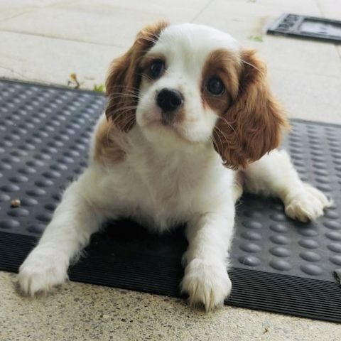 Cavalier King Charles Spaniel pups
