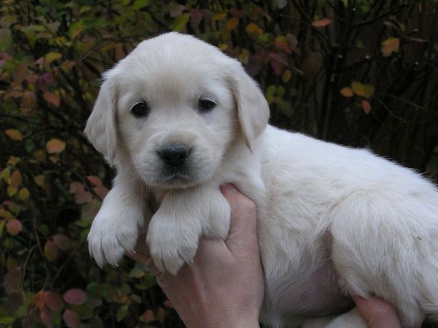 Beautiful Golden Retriever puppies