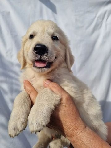 Beautiful Golden Retriever puppies