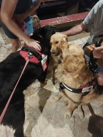 Beautiful Golden Retriever puppies
