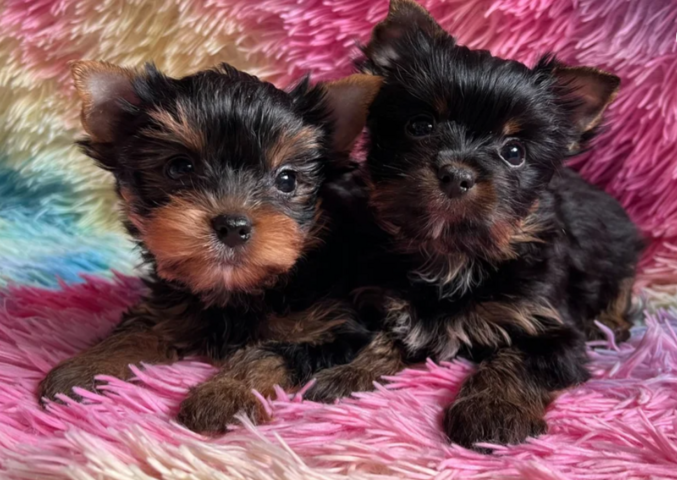 Winzige reinrassige Yorkie-Welpen.
