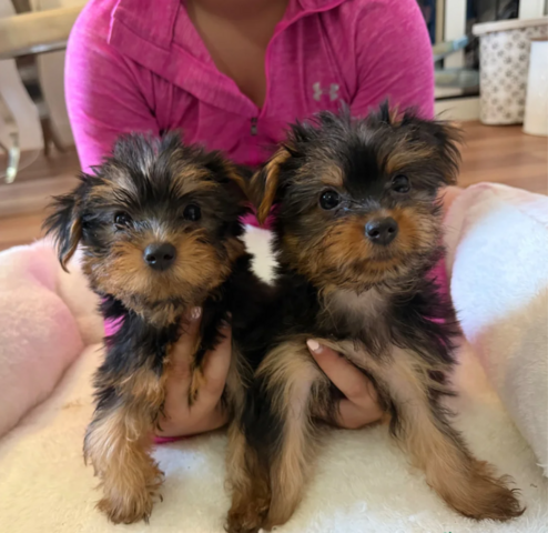 Ab sofort abgabebereit. 🐶 Niedliche Yorkshire-Terrier-Welpen