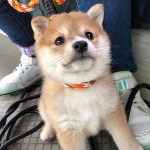 Adorable Shiba Inu puppies are looking for loving homes!
