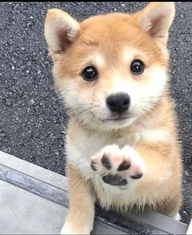 Adorable Shiba Inu puppies are looking for loving homes!