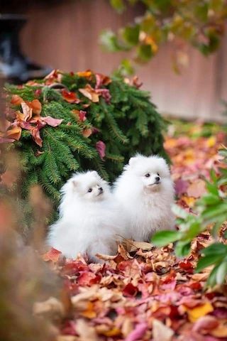 Adorable Pomeranian puppies
